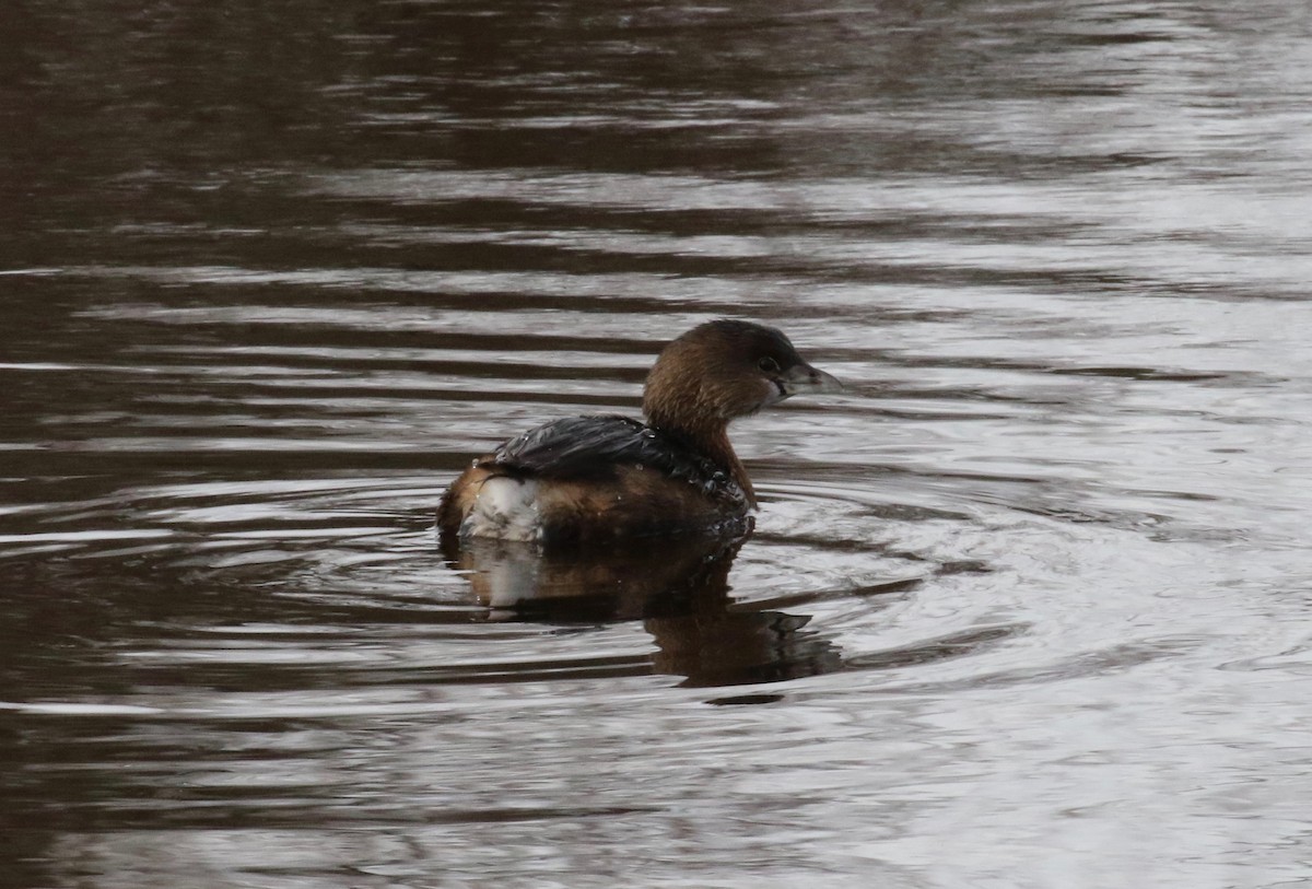 Pied-billed Grebe - ML620299105