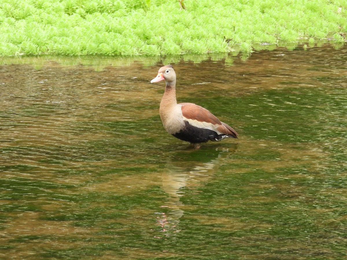 Dendrocygne à ventre noir - ML620299109