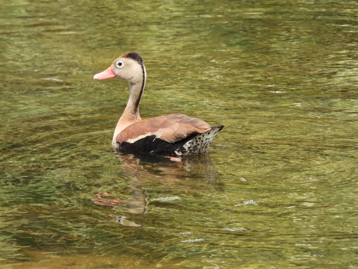 Dendrocygne à ventre noir - ML620299110