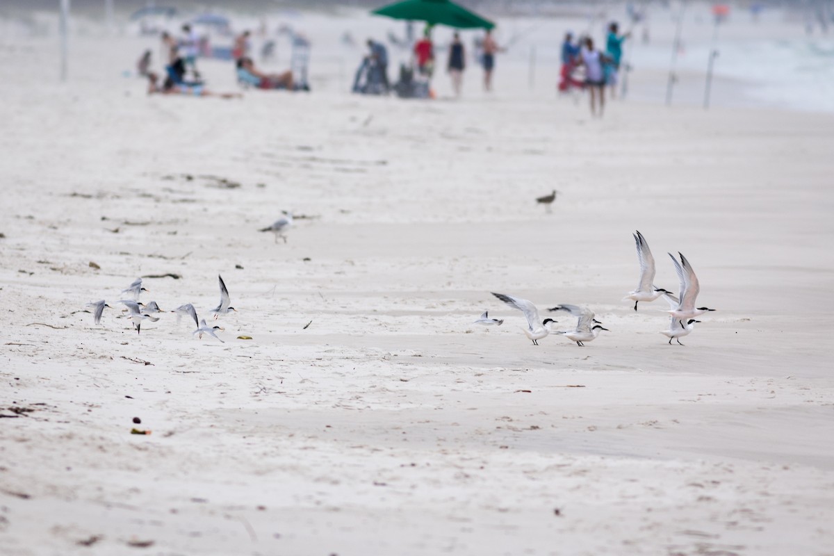 Least Tern - ML620299111