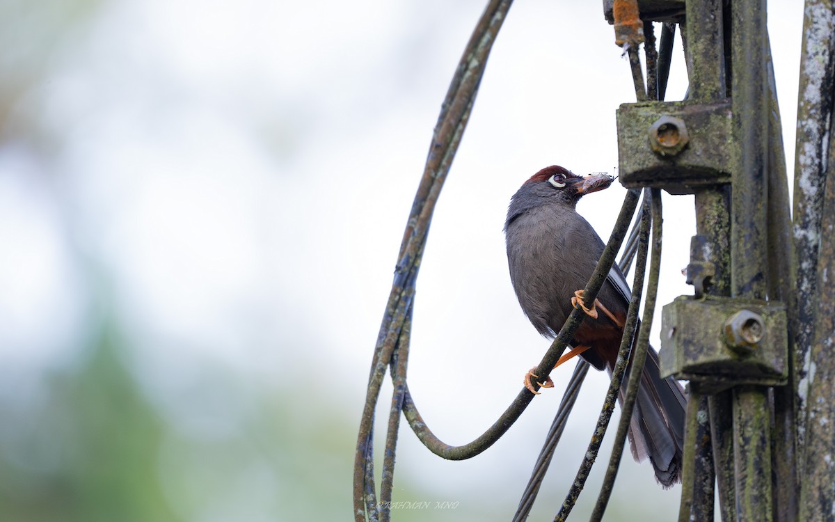 Chestnut-capped Laughingthrush - ML620299113