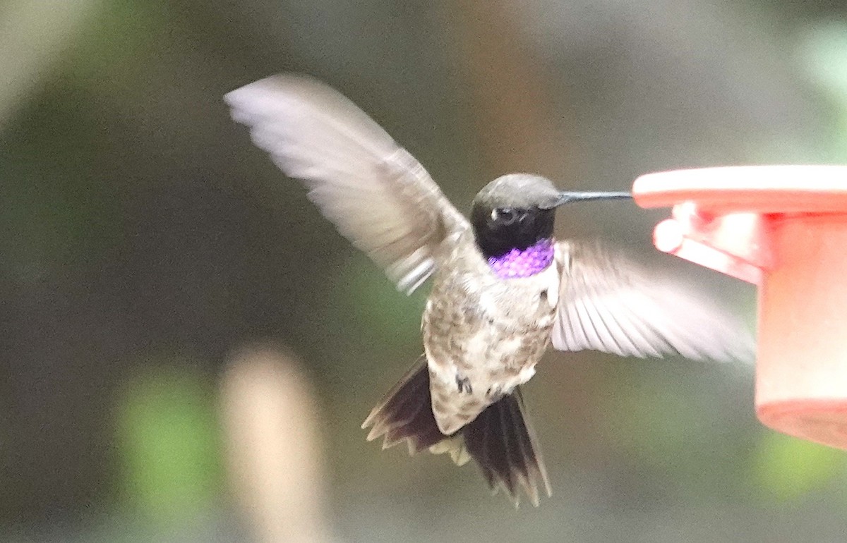 Black-chinned Hummingbird - ML620299118