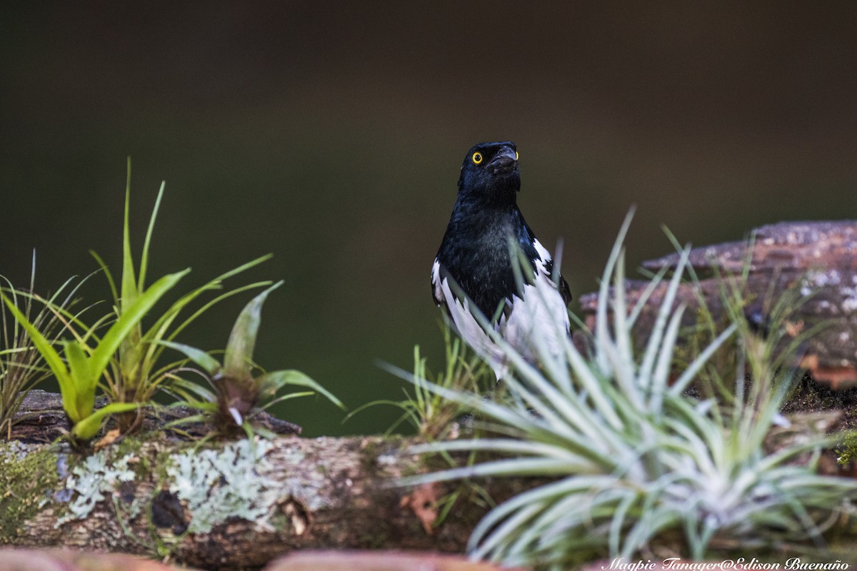 Magpie Tanager - ML620299119