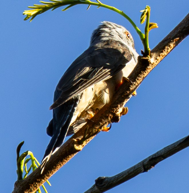 Plaintive Cuckoo - ML620299121