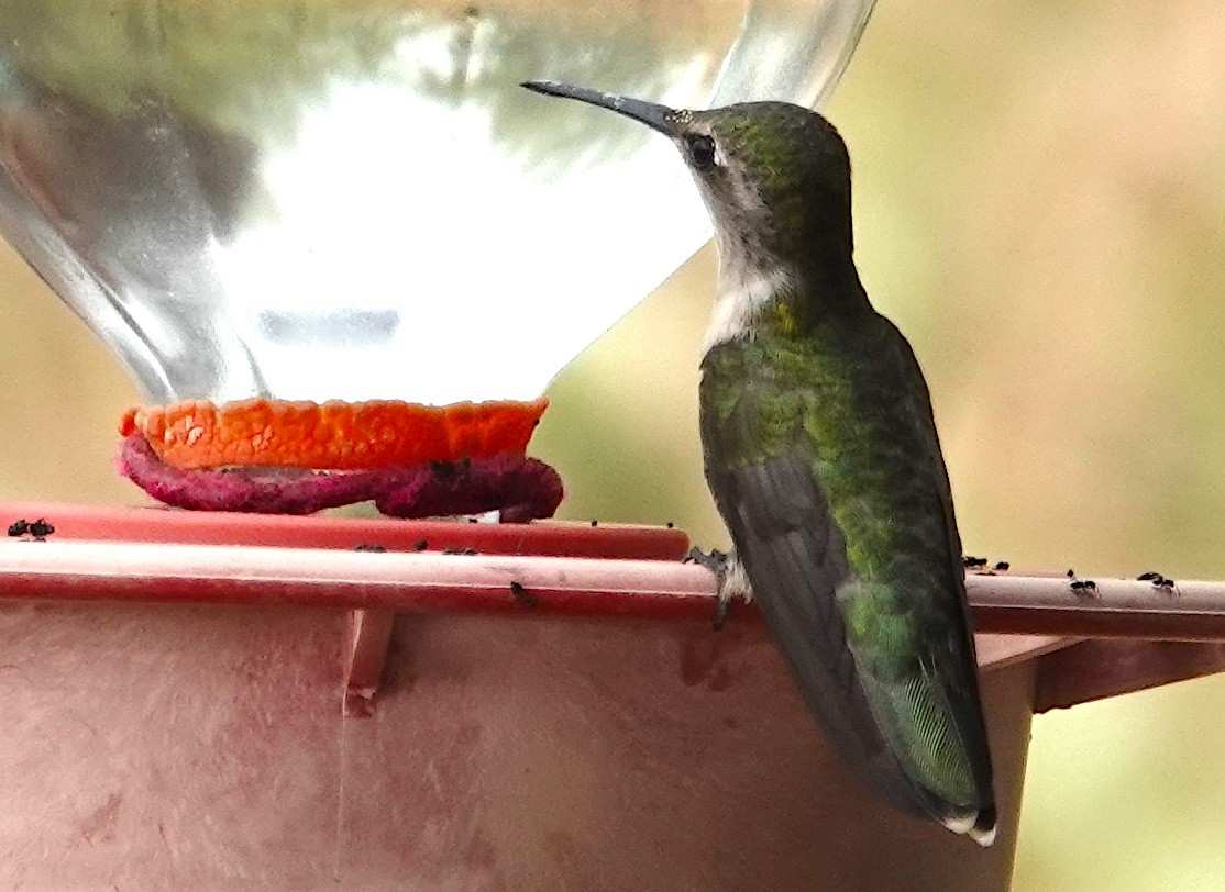 Black-chinned Hummingbird - ML620299122