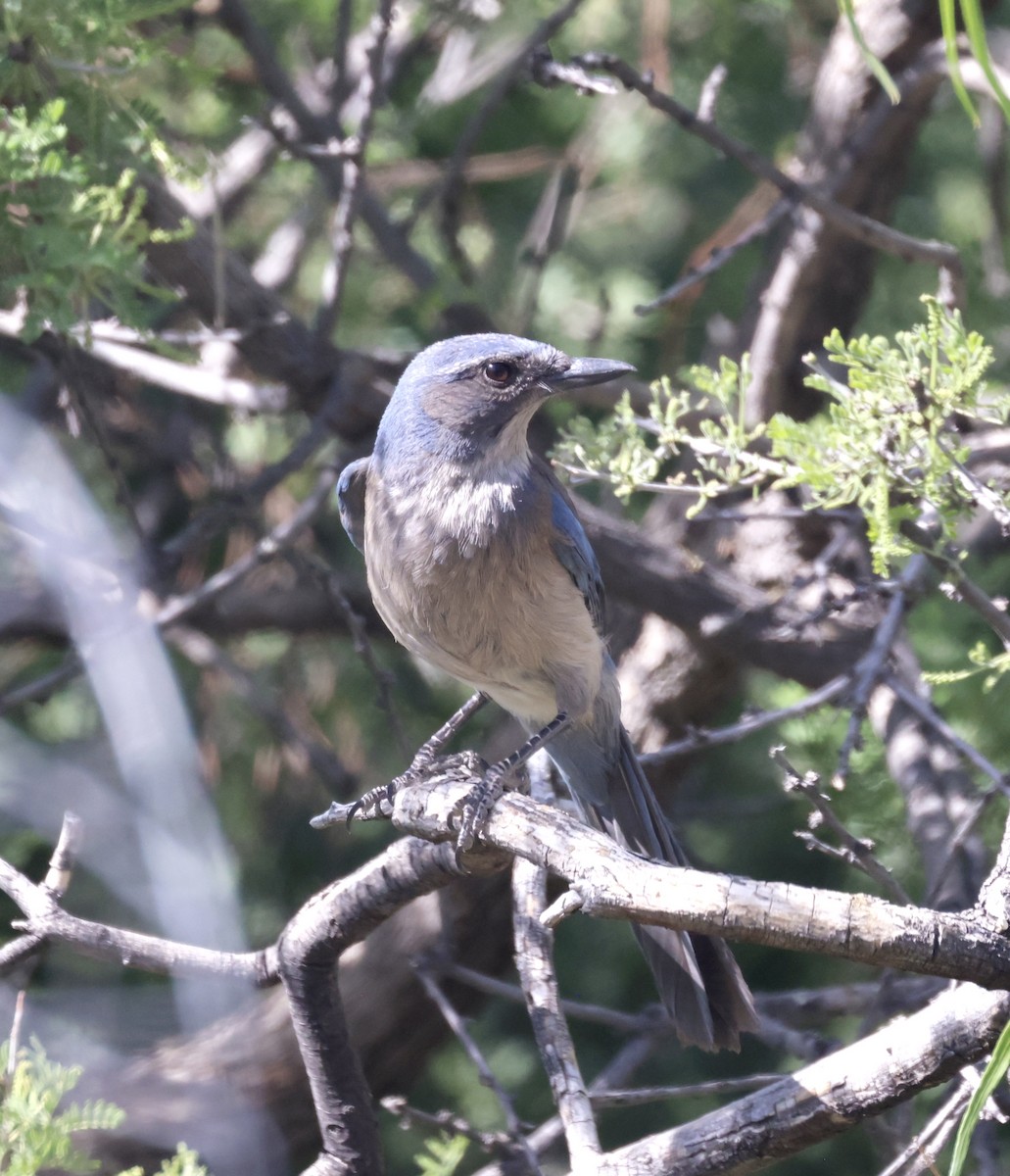 Woodhouse's Scrub-Jay - ML620299123