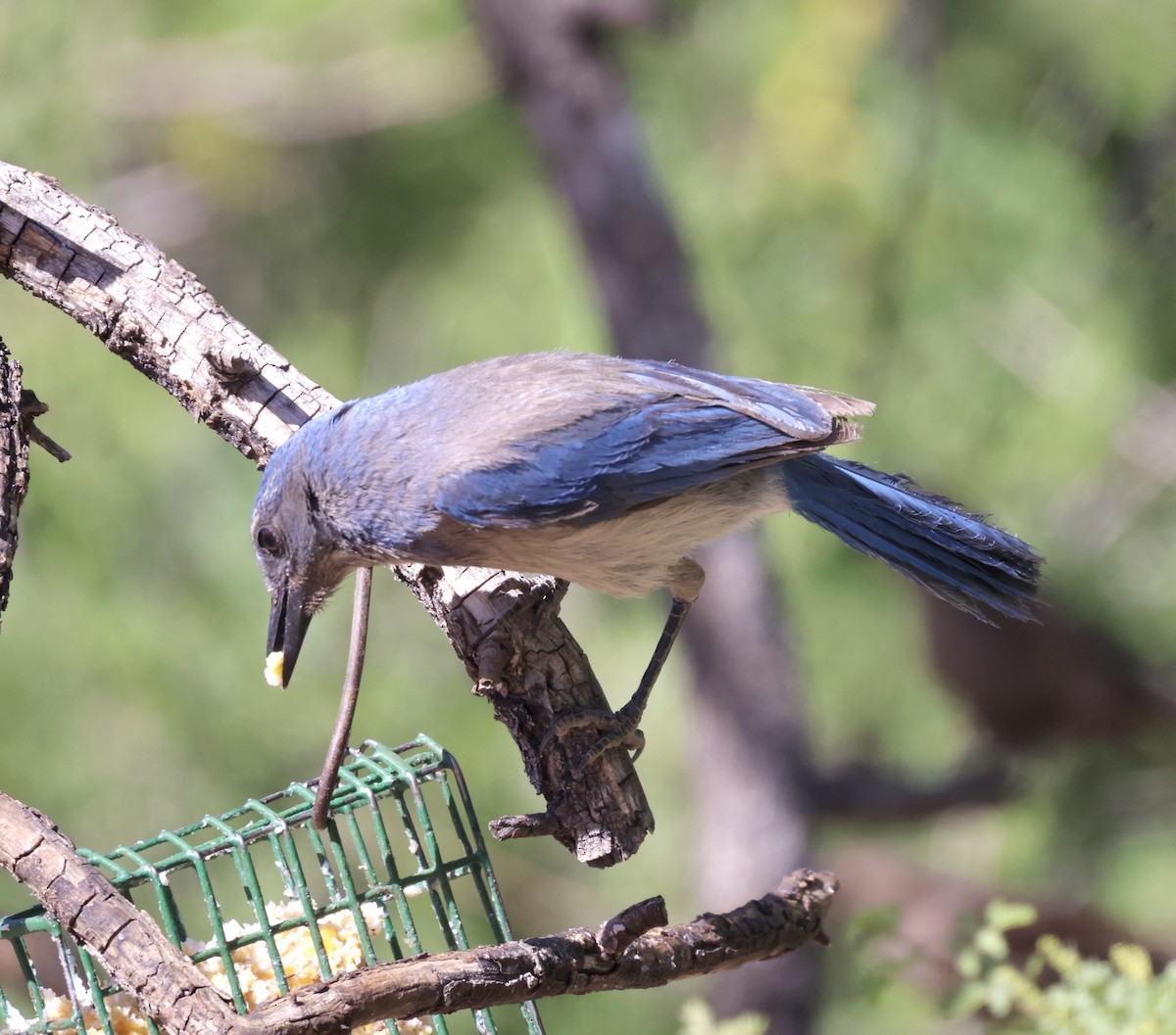 Woodhouse's Scrub-Jay - ML620299129