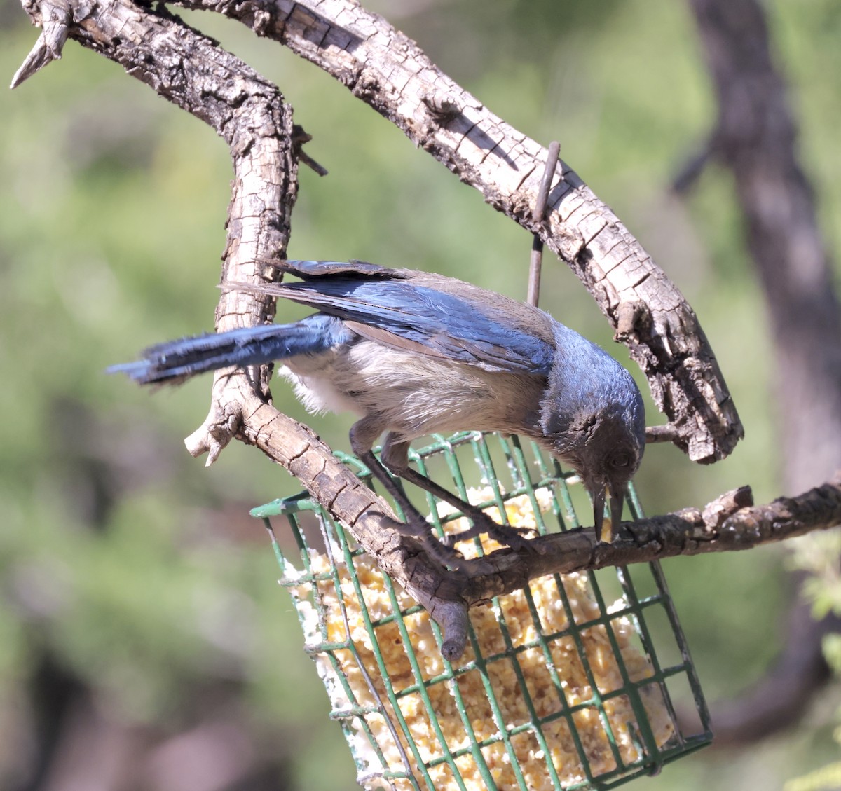 Woodhouse's Scrub-Jay - ML620299131