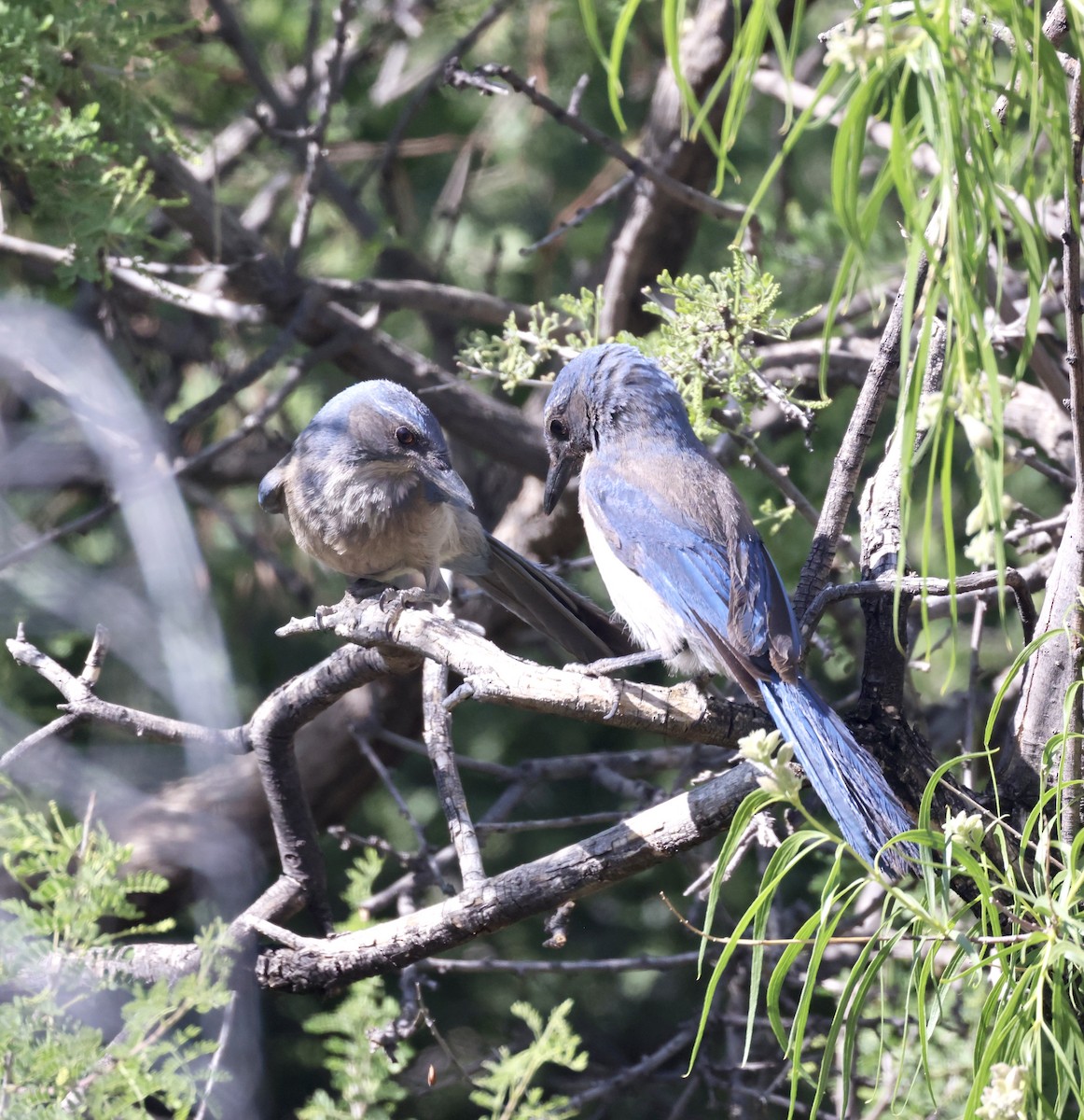 Woodhouse's Scrub-Jay - ML620299133