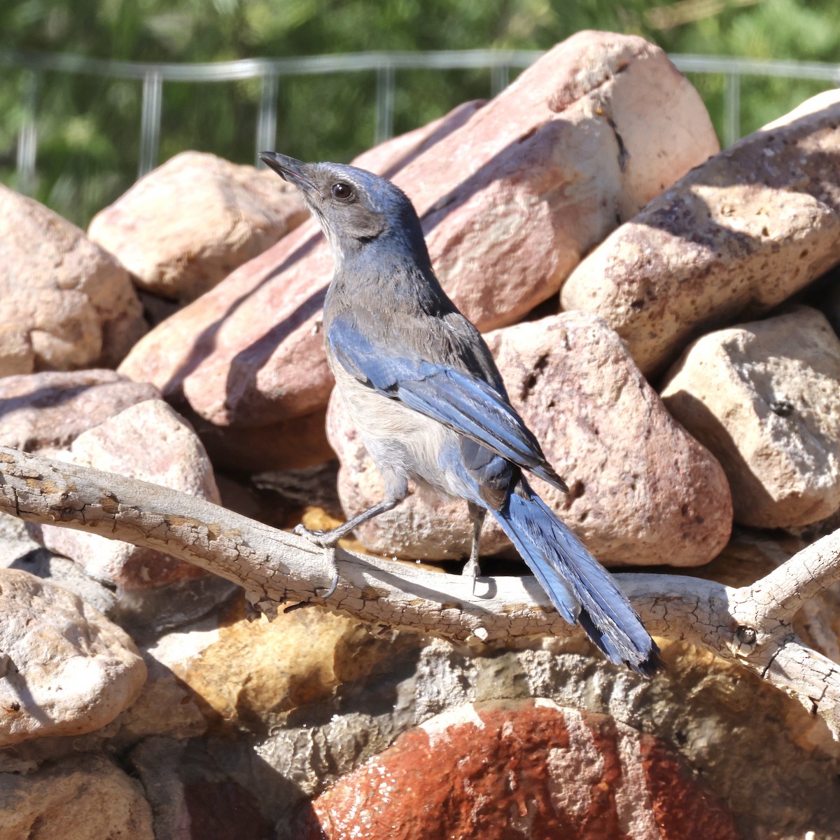 Woodhouse's Scrub-Jay - ML620299134