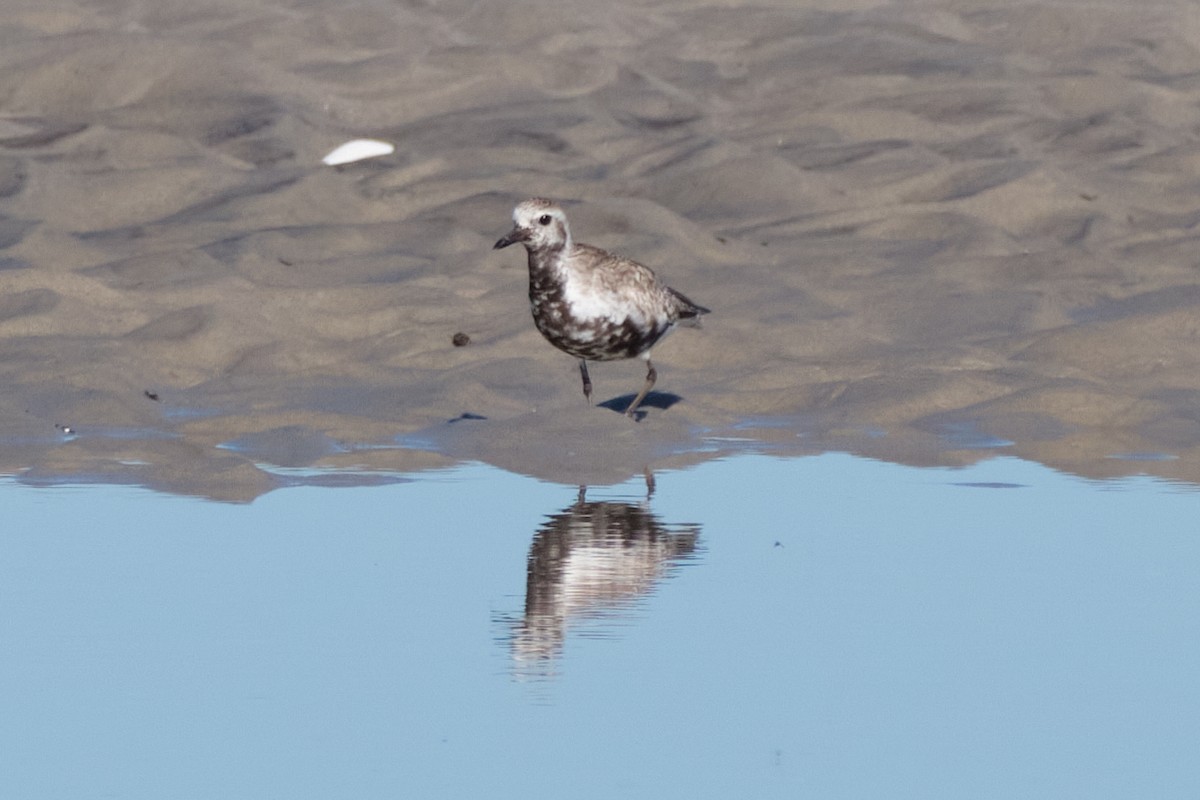 Black-bellied Plover/golden-plover sp. - ML620299135