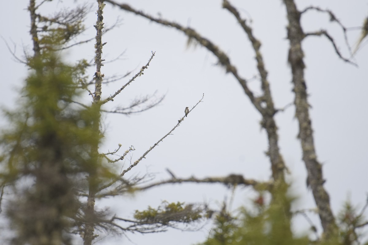 Olive-sided Flycatcher - ML620299136