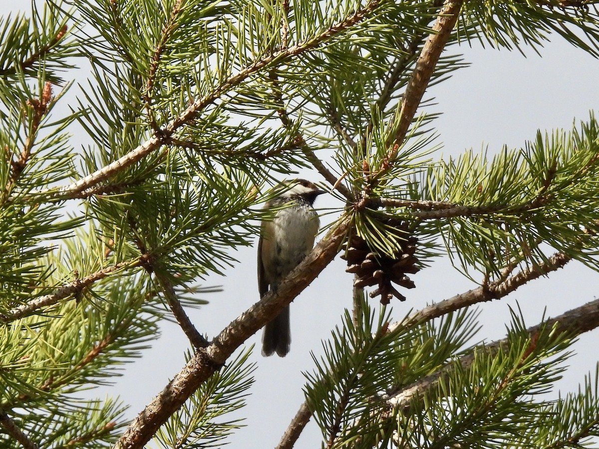 Gray-headed Chickadee - ML620299138