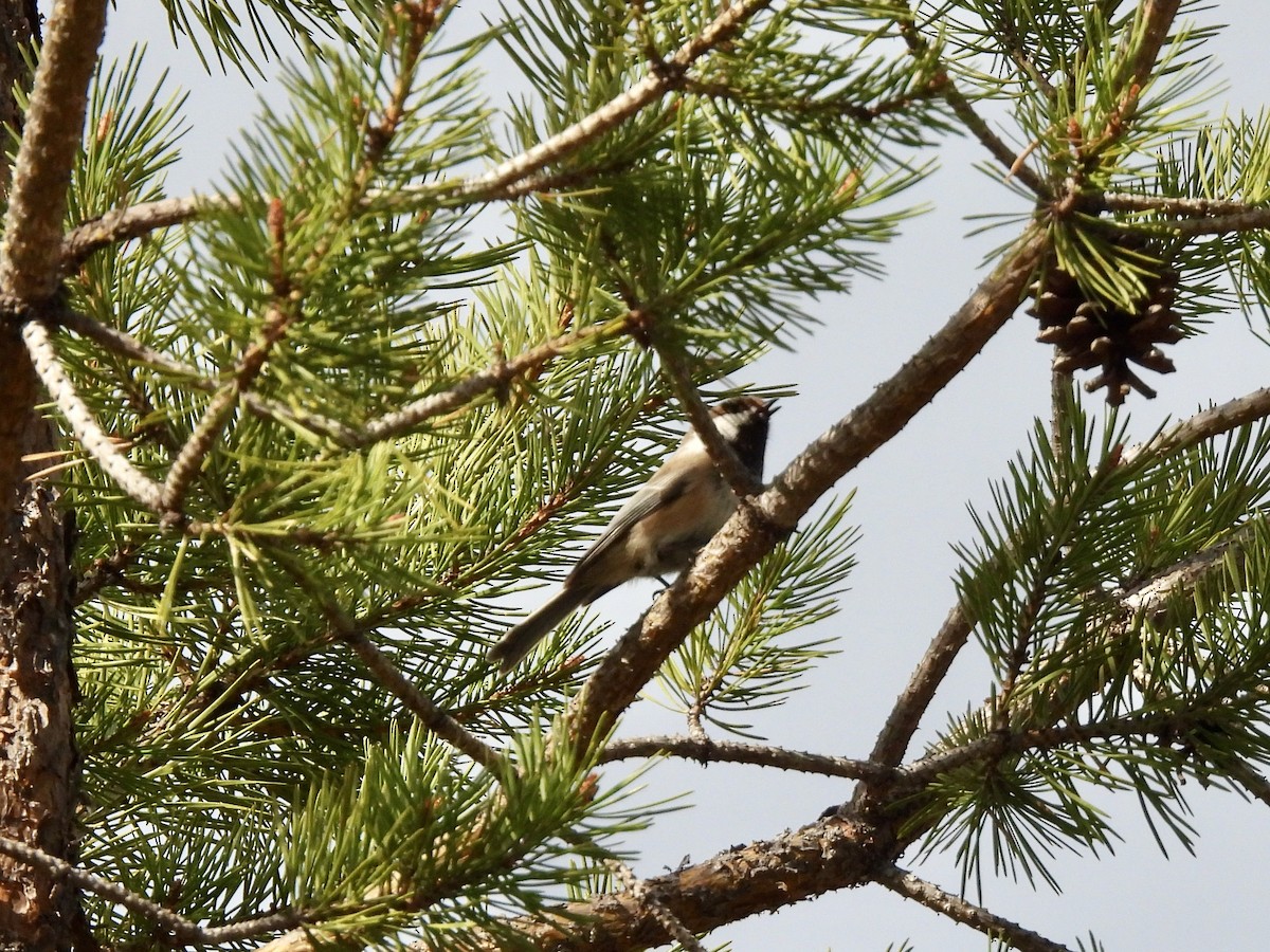 Gray-headed Chickadee - Kathleen Coyle