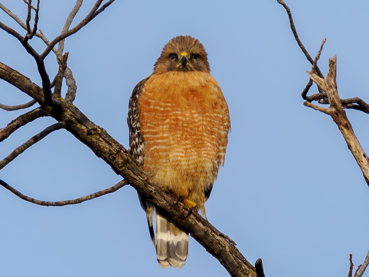 Red-shouldered Hawk - ML620299141