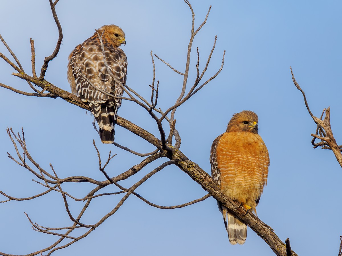 Red-shouldered Hawk - ML620299142