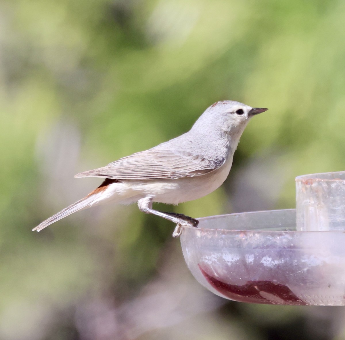 Lucy's Warbler - ML620299144