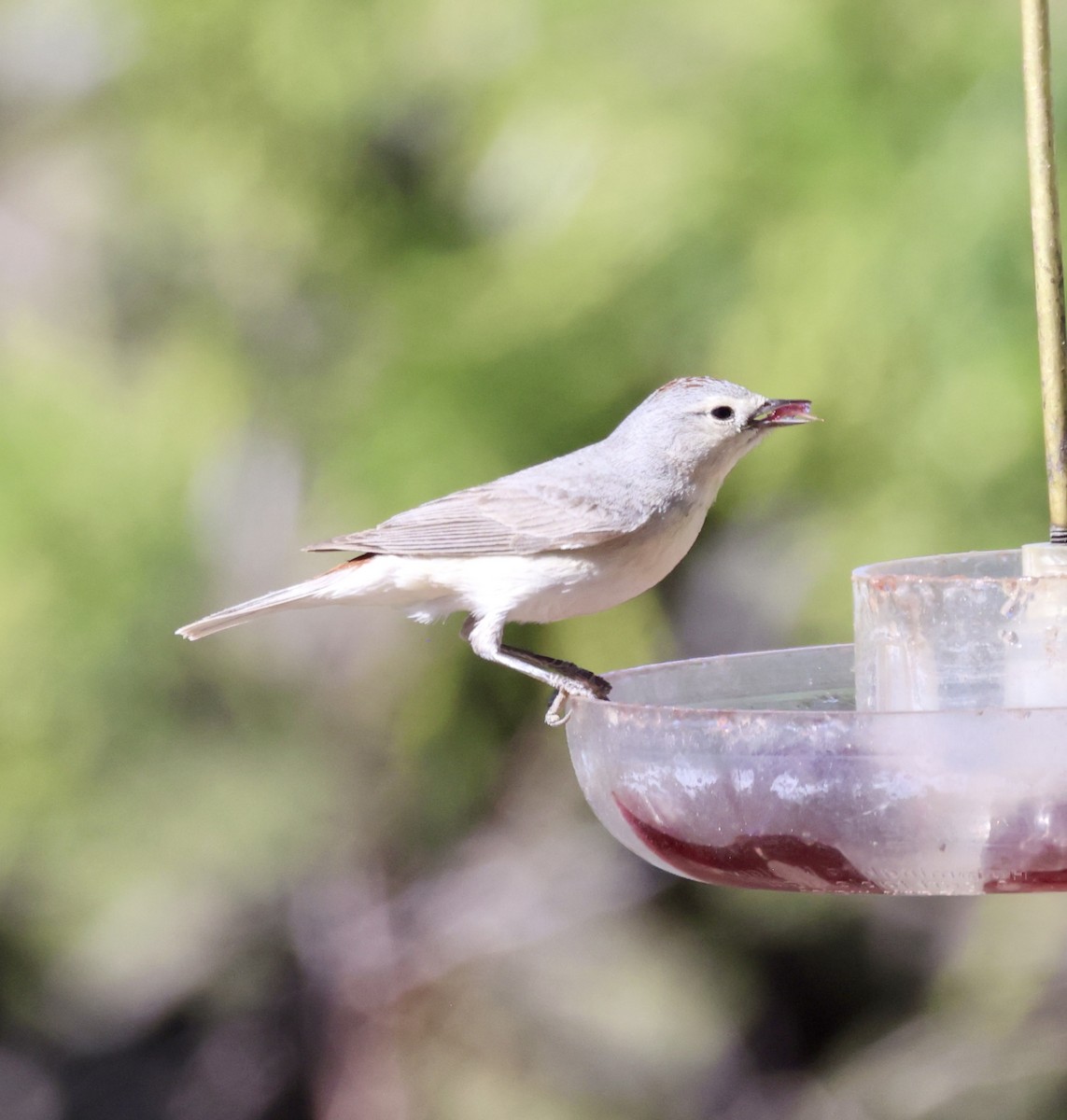 Lucy's Warbler - ML620299145