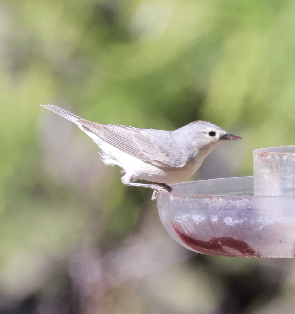 Lucy's Warbler - ML620299146