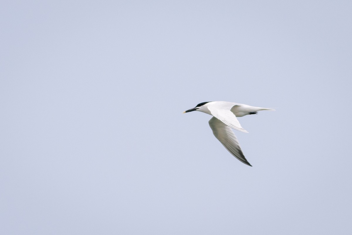 Sandwich Tern - ML620299147