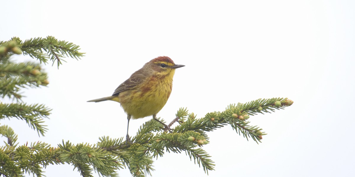 Paruline à couronne rousse (hypochrysea) - ML620299150