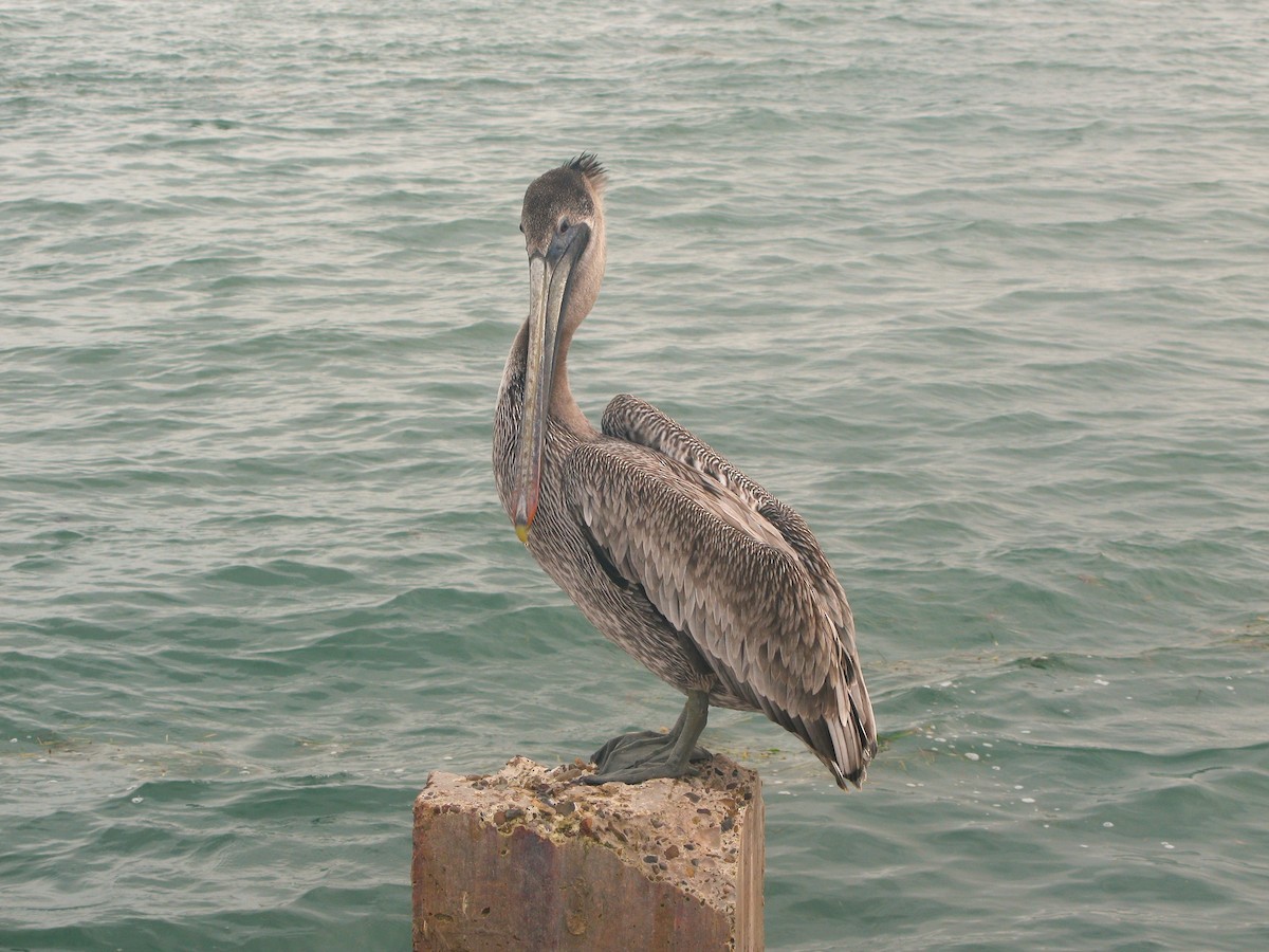 pelikán hnědý - ML620299153
