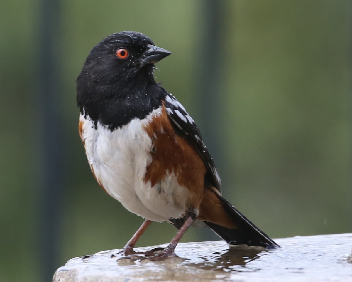 Spotted Towhee - ML620299155