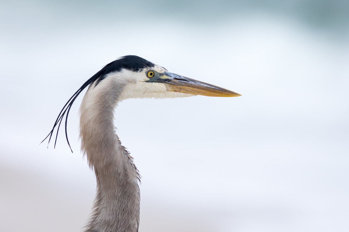 Great Blue Heron - ML620299156