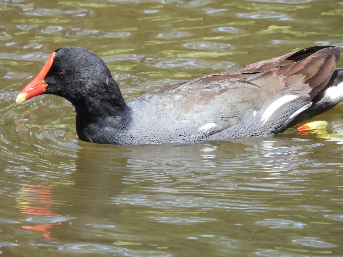 Gallinule d'Amérique - ML620299157