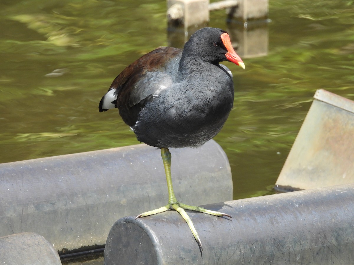 Common Gallinule - Abel Atehortua