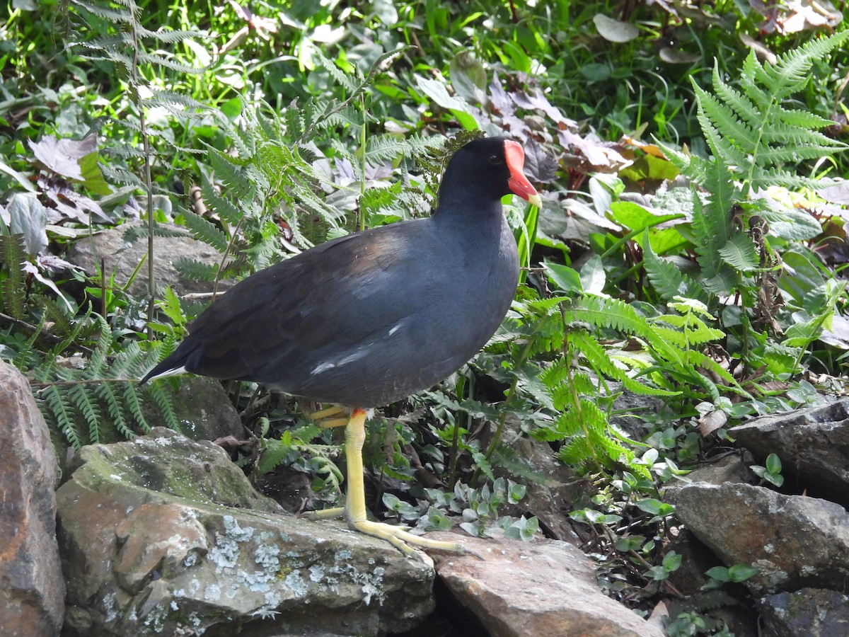 Common Gallinule - ML620299162