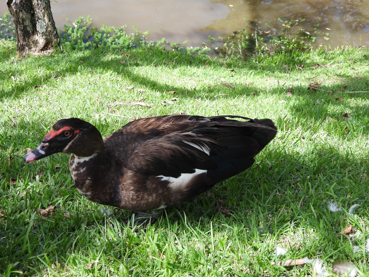 Muscovy Duck (Domestic type) - ML620299165