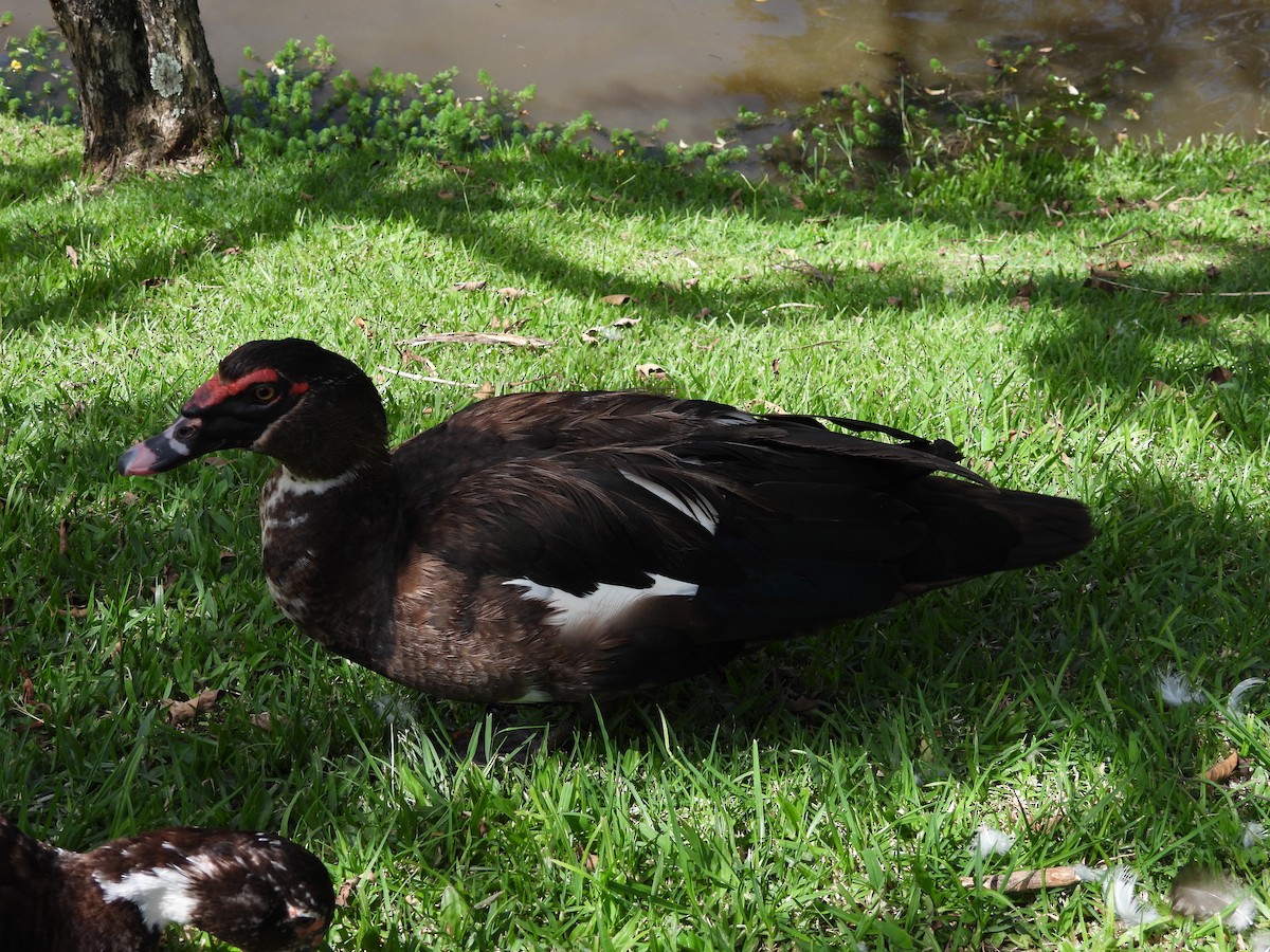 Muscovy Duck (Domestic type) - ML620299166