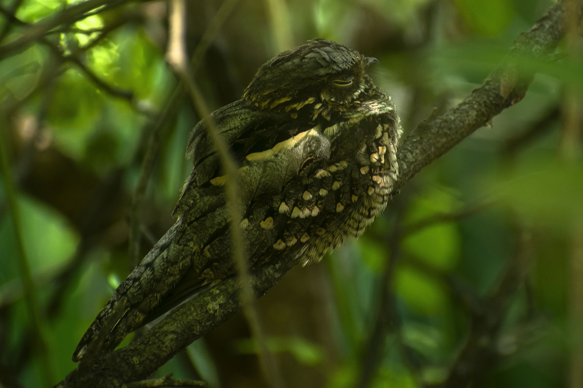 Little Nightjar - ML620299168