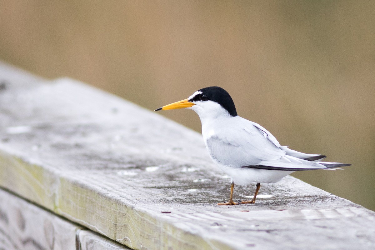 Least Tern - ML620299170