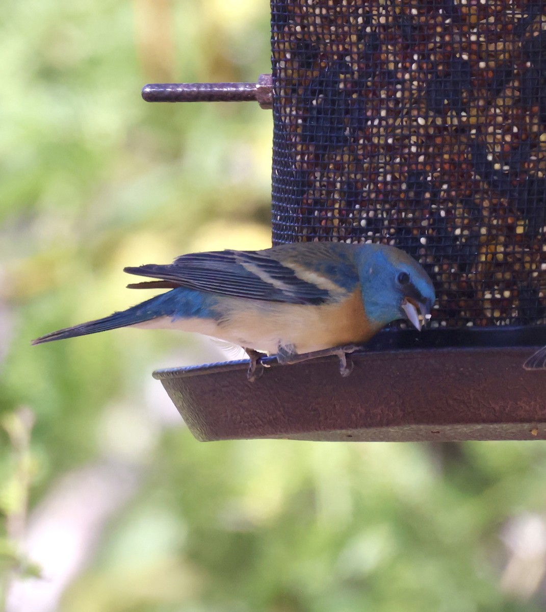 Lazuli Bunting - ML620299178