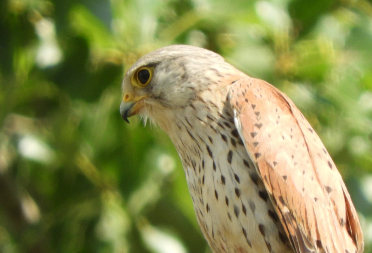 Eurasian Kestrel - ML620299179