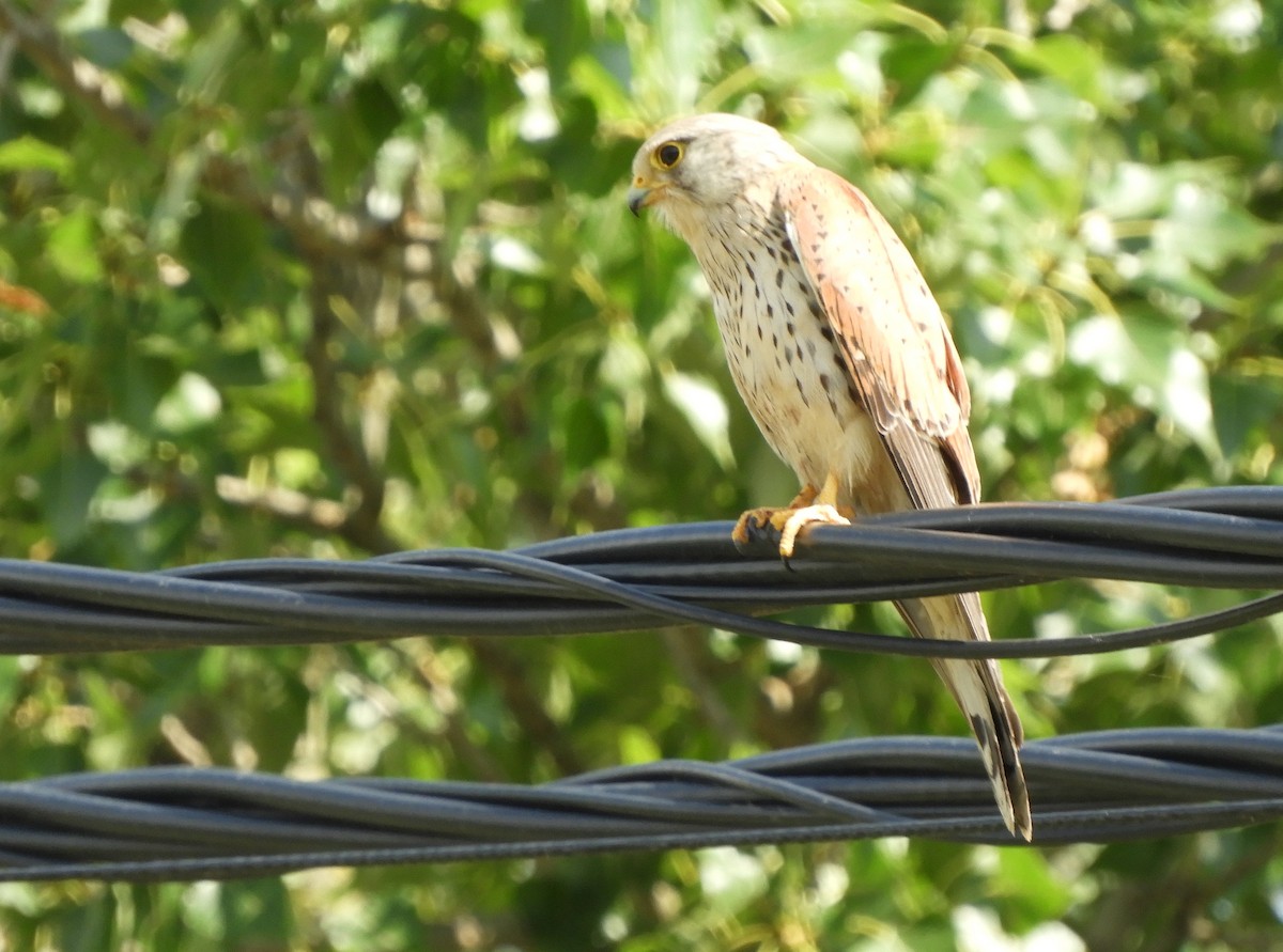 Eurasian Kestrel - ML620299180