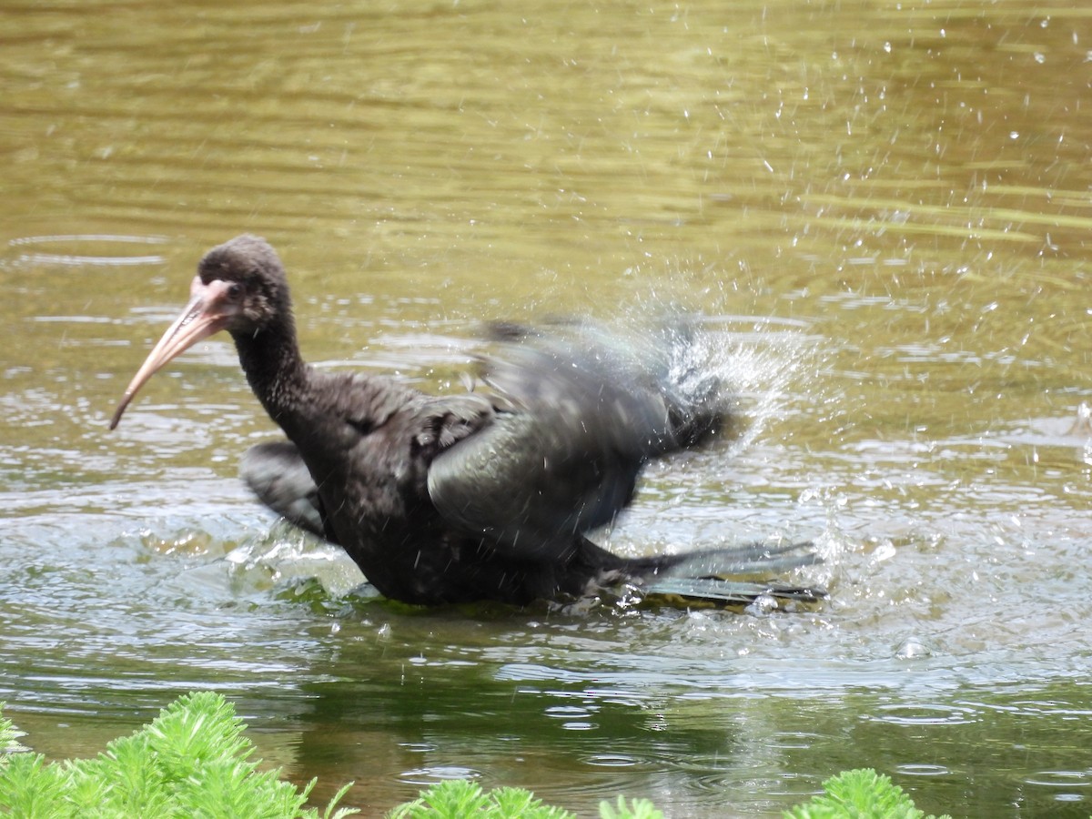 ibis tmavý - ML620299182