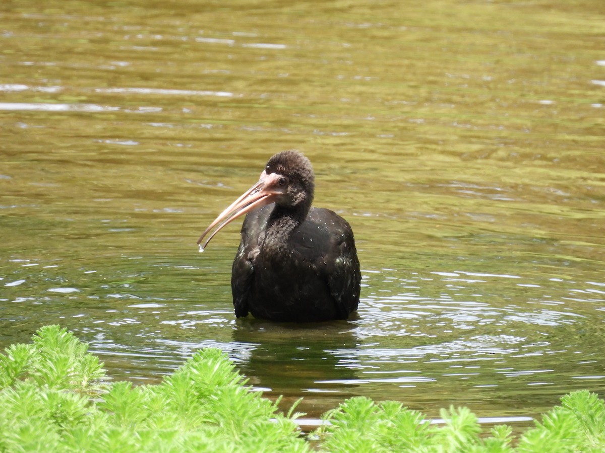 ibis tmavý - ML620299183