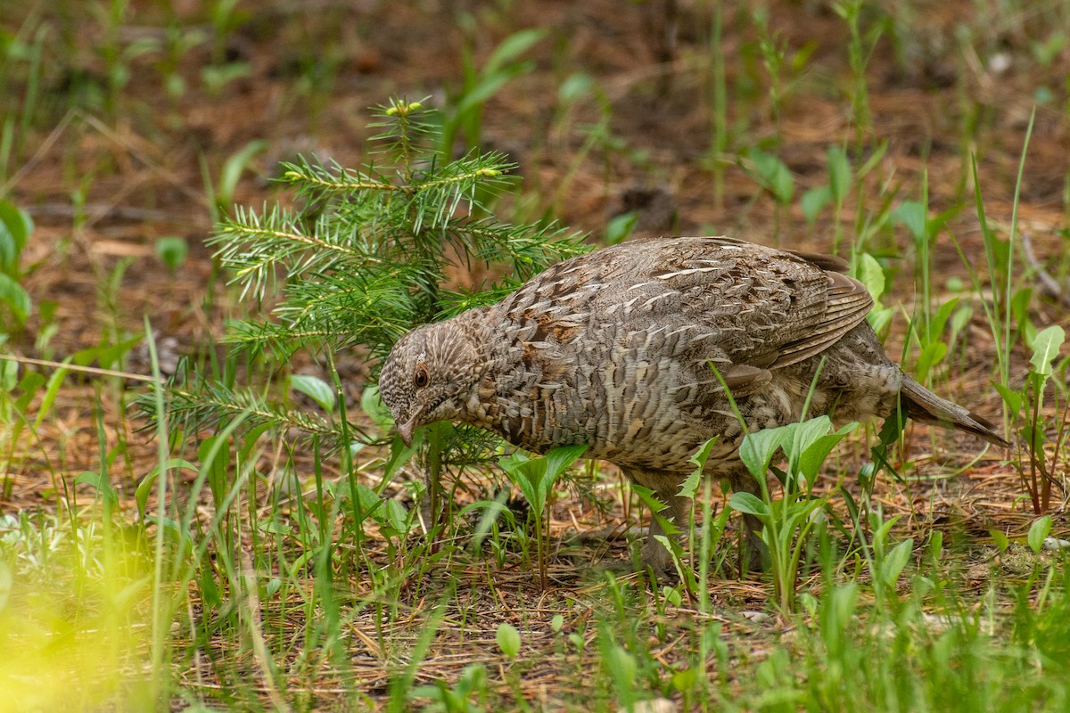 Ruffed Grouse - ML620299185