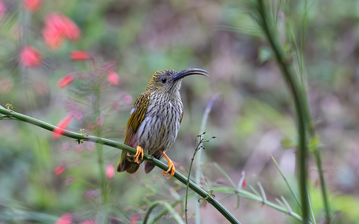 Streaked Spiderhunter - Rahman Mandu