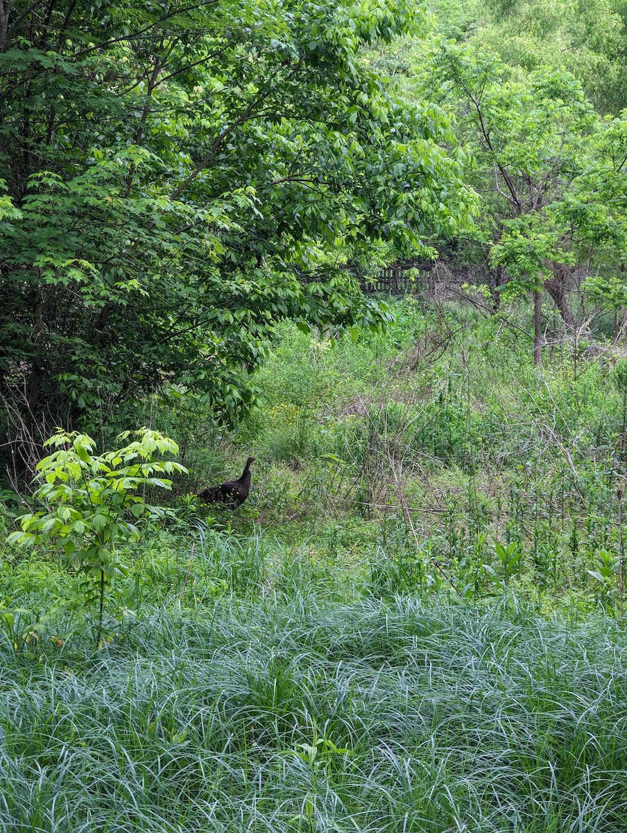 Wild Turkey - ML620299190