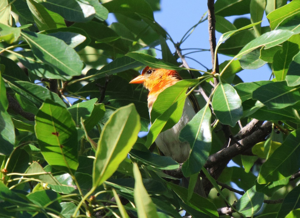 Red-headed Weaver - ML620299191