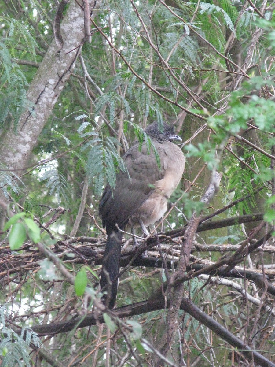 Plain Chachalaca - ML620299193