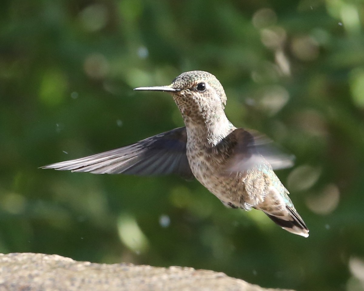 hummingbird sp. - ML620299194