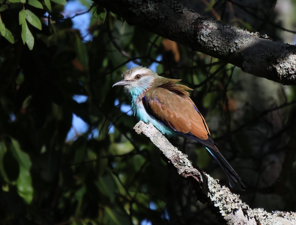 Racket-tailed Roller - ML620299195