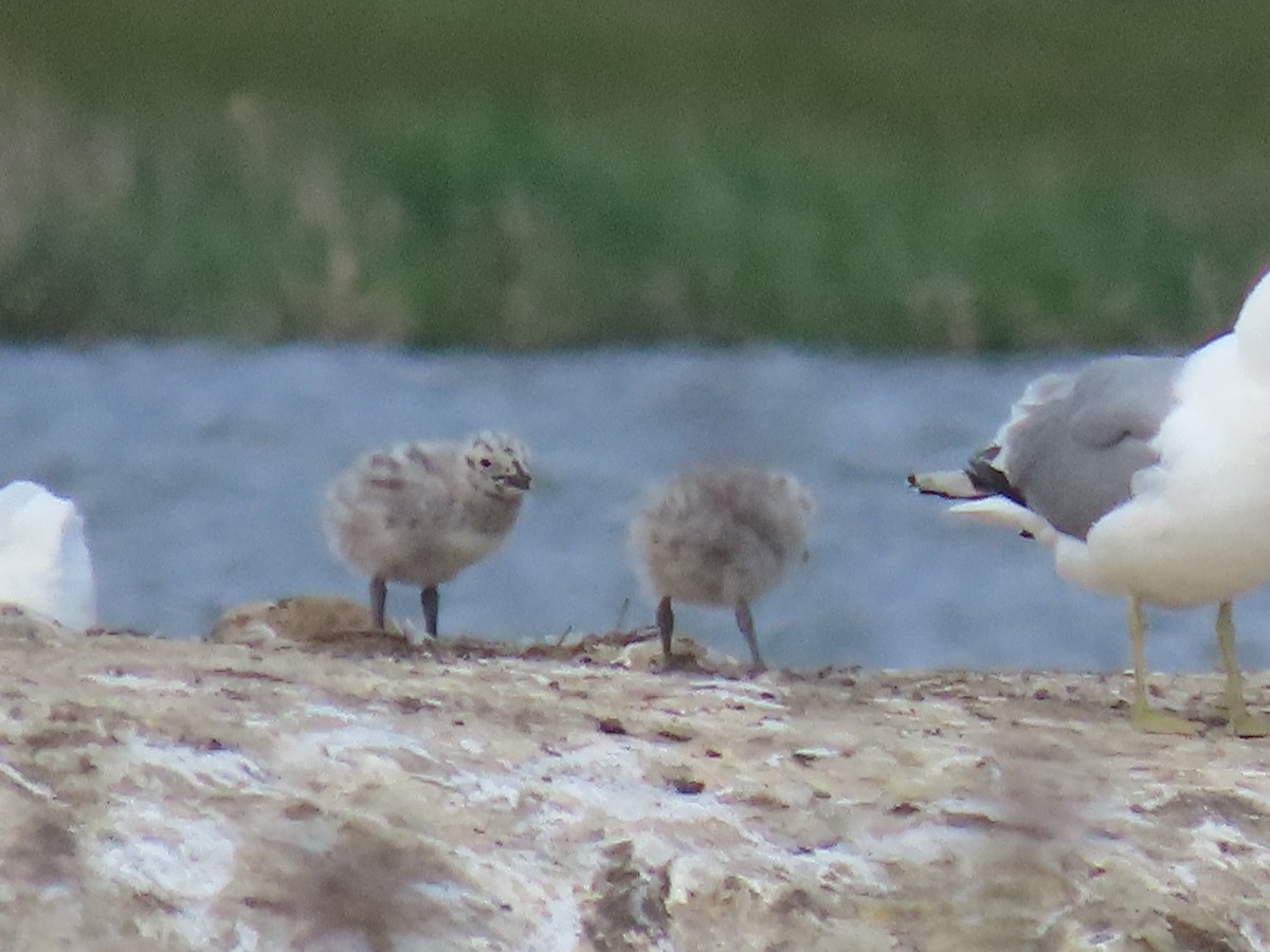 California Gull - ML620299203