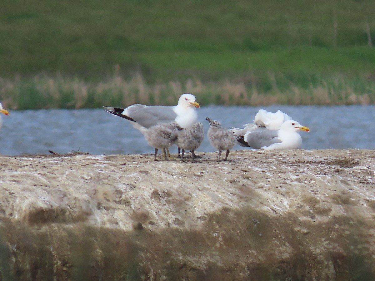 California Gull - ML620299204