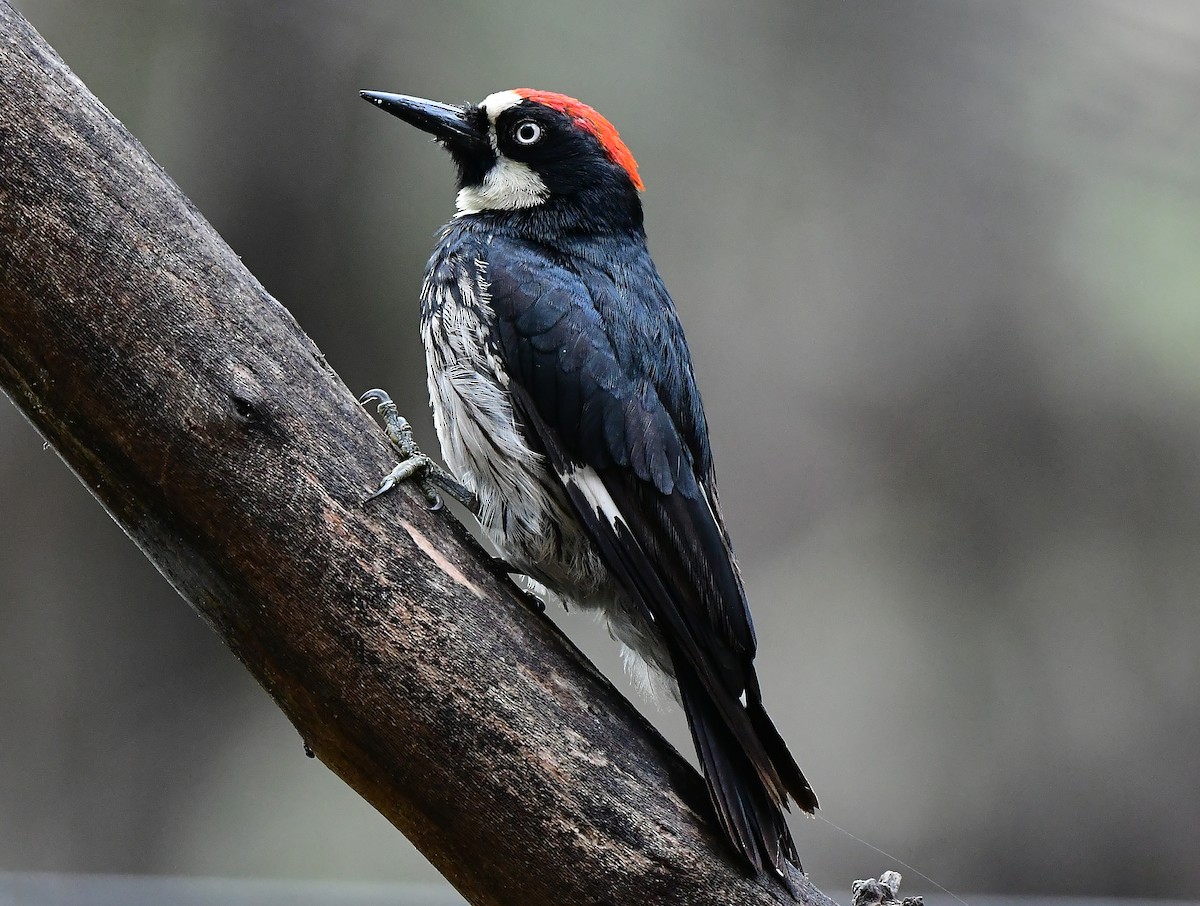 Acorn Woodpecker - ML620299206